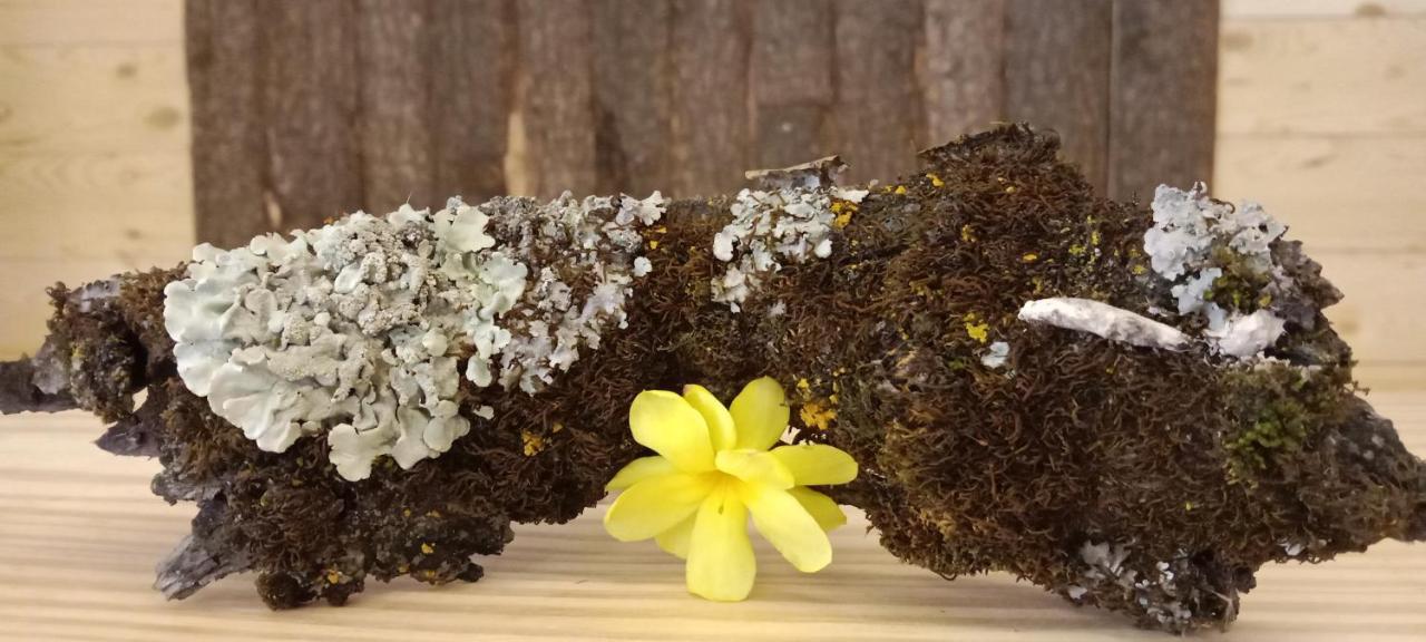 Resort Apple Flower By Manali Mall Road Ngoại thất bức ảnh